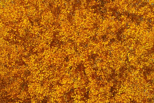 Autumn background - yellow-orange crown of tree, texture.