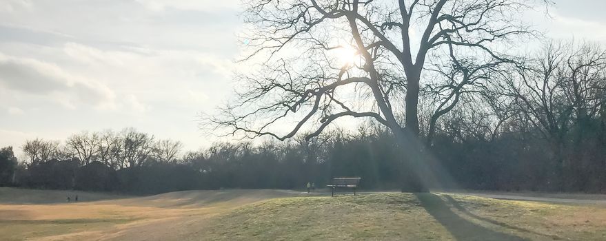 Panorama view bare tree in the park with bench overlook the grass lawn in Texas, America
