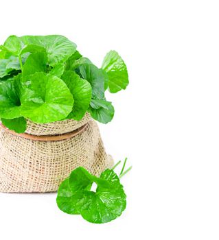 Fresh Centella asiatica, Asiatic Pennywort leaf on white background.