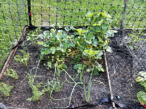 animal or pest netting covering garden and strawberry plants