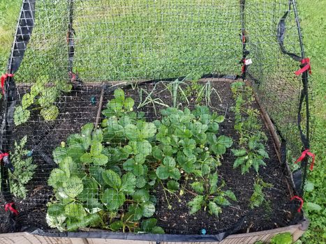 animal or pest netting covering garden and strawberry plants