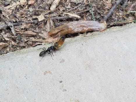 black ant carrying a dead bee or insect on the ground or cement