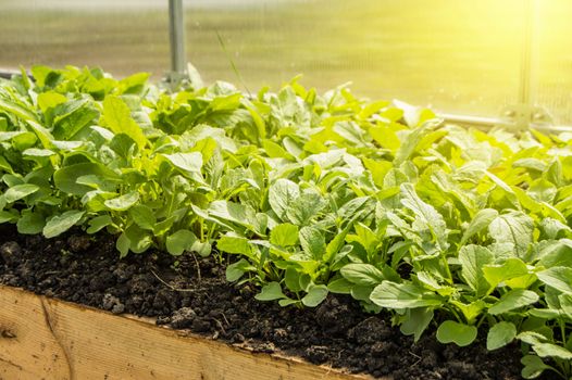 Young radish plants in the greenhouse, the concept of growing organic vegetables indoors all year round.