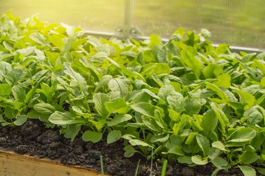 Young radish plants in the greenhouse, the concept of growing organic vegetables indoors all year round.