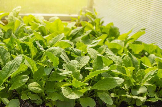 Young radish plants in the greenhouse, the concept of growing organic vegetables indoors all year round.