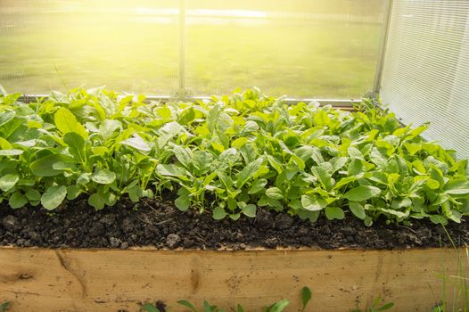 Young radish plants in the greenhouse, the concept of growing organic vegetables indoors all year round.