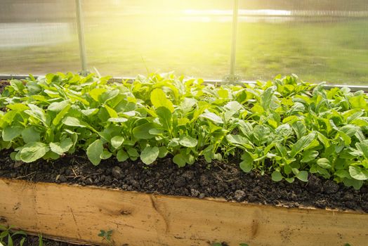 Young radish plants in the greenhouse, the concept of growing organic vegetables indoors all year round.