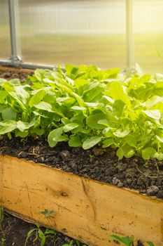 Rules for growing early radishes in a greenhouse. Beds of juicy young radish for greater use of vitamins, vertical shot.