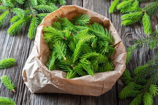 Young spruce tips collected in a paper bag to prepare homemade herbal syrup