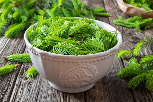 Young spruce tips in a bowl - ingredient for preparation of a homemade herbal syrup
