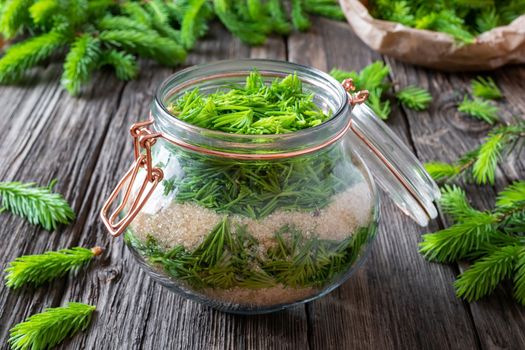 Preparation of herbal syrup against cough from young spruce tips and cane sugar