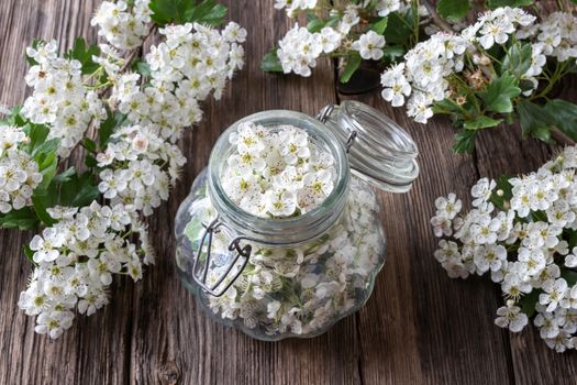 Preparation of herbal tincture for the heart from fresh hawthorn flowers