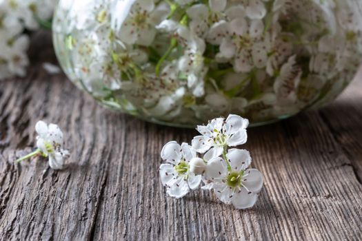 Fresh hawthorn flowers with tincture in the background