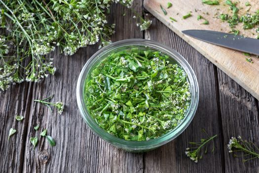 Preparation of herbal tincture from fresh shepherd's purse