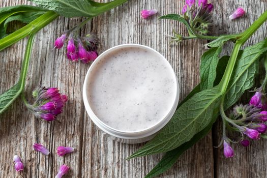 A jar of comfrey root ointment with fresh blooming symphytum officinale plant