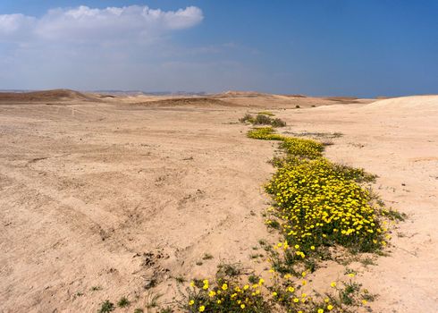 Hiking in spring desert health and ecology tourism