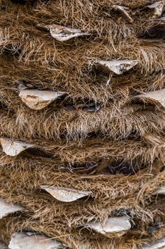 macro closeup of a hairy palm tree trunk, popular tropical tree, nature pattern background