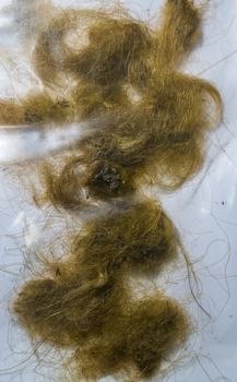 woolly mammoth hair locks, remains of a extinct animal from the epoch era