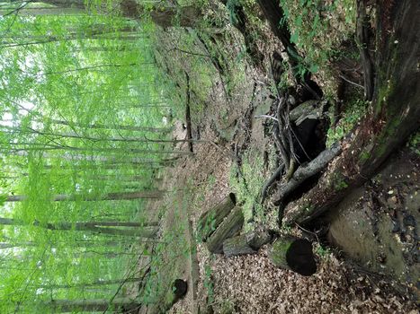 water in stream or creek in woods or forest with logs and tree trunks