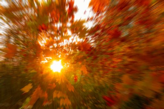 Sun's rays shine through the autumn foliage. Blurred Background.