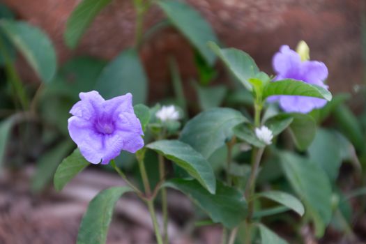 Beautiful purple cluster of flowers in a garden in Bangkok, Thailand.