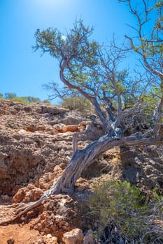 Old dry tree growing on rock at Mandu Mandu Gorge at Cape Range National Park Australia