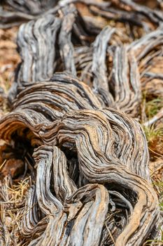 Twisted nearly dead old dry tree stem at Yardie Creek Cape Range National Park Australia
