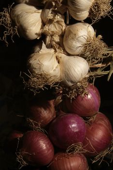 Bunches of onions hanging from the ceiling in a barn with dark background.