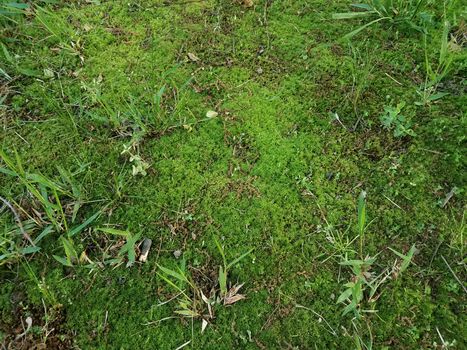 green moss and grass and weeds in yard or lawn outdoor