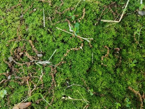 green moss and grass and weeds in yard or lawn outdoor