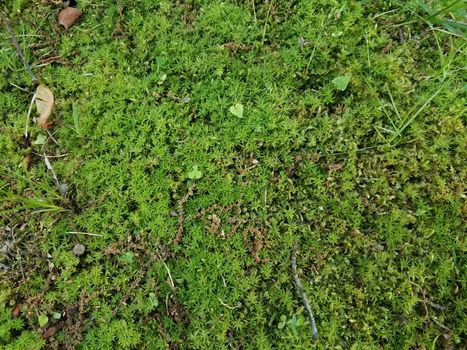 green moss and grass and weeds in yard or lawn outdoor