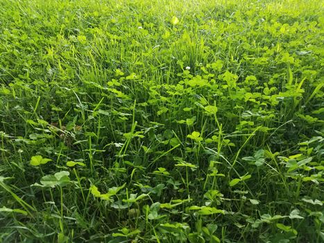 clover weeds and green grass in the lawn or yard