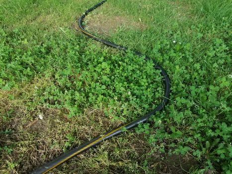 curved black garden hose on green grass or lawn or yard