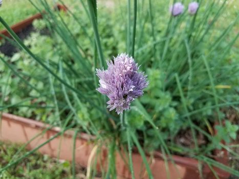 purple flower on green chive or onion plant in herb garden