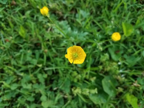 green plant or weed with yellow flower in grass or lawn or yard