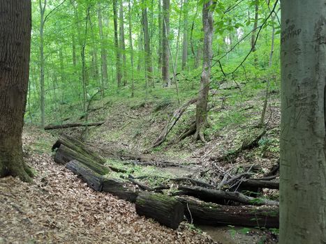 stream in forest or woods with tree trunk with engraving