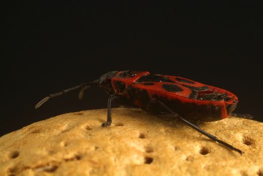 Walnut with a ladybug on it, close up on black background