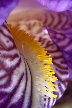 Blooming colored flower buds. Close up, macro. With neutral background.