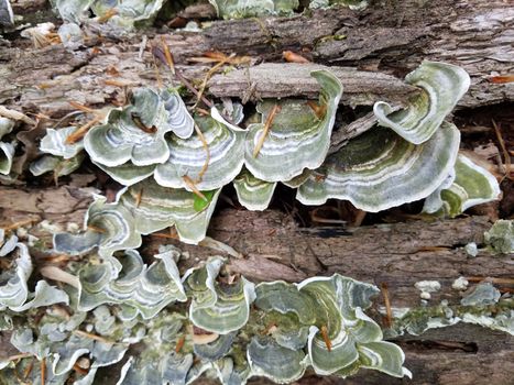 green and grey fungus or mushroom on rotting wood or log