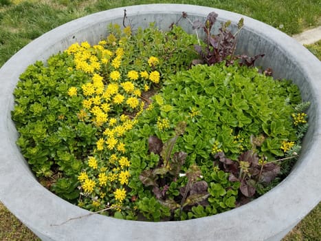 plant with green leaves and yellow flowers in cement flower pot or container