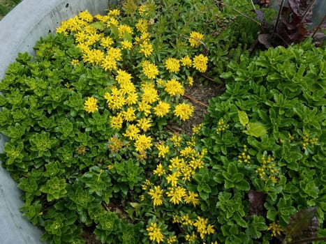 plant with green leaves and yellow flowers in cement flower pot or container