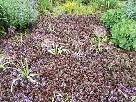 plant with purple flowers and green leaves blooming