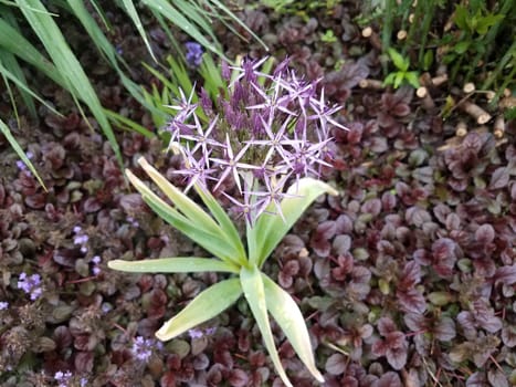 plant with purple flowers and green leaves blooming