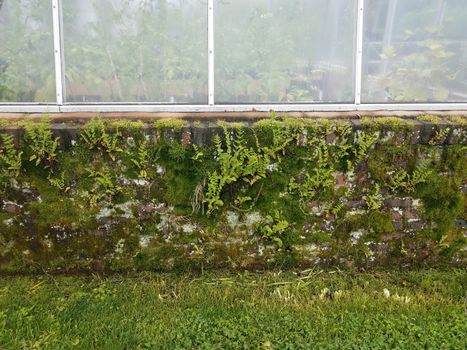 plant greenhouse with brick wall with moss and ferns and grass