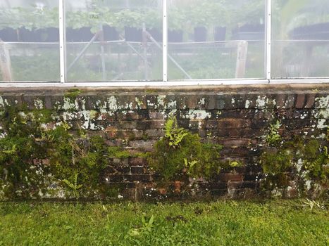 plant greenhouse with brick wall with moss and ferns and grass