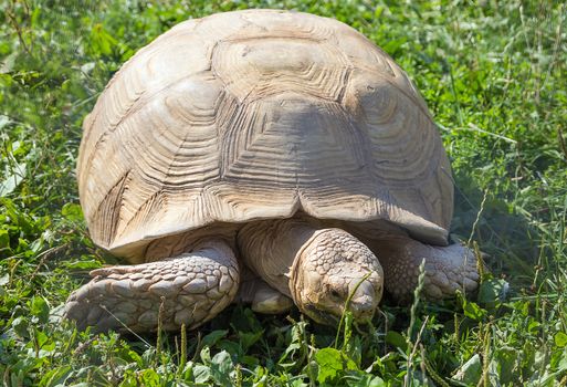 Leopard tortoise eats a green grass