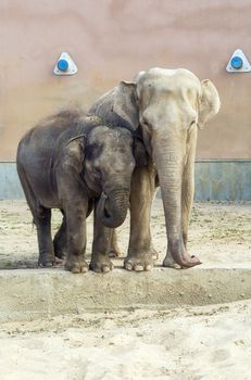 Indian elephant and small elephant calf in Moscow zoo