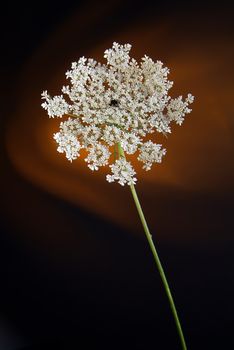 Blooming white flower buds. Close up, macro. with black background.