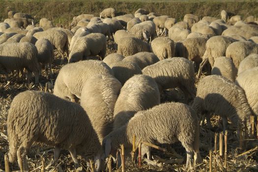 sheep flock in piedmont, in north italy by day