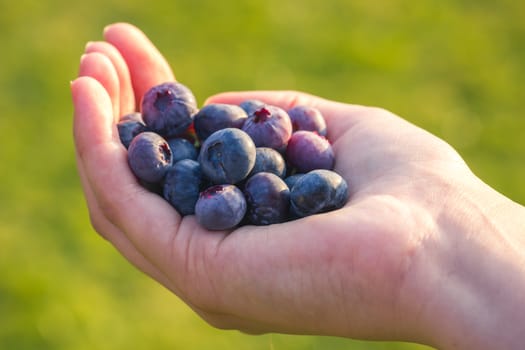 Close up portrait of handful of fresh blueberries, bright green background